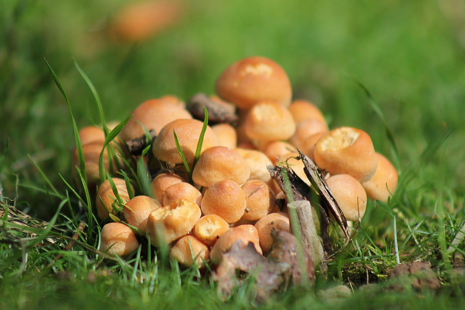 medové houby, houby, mykologie, armillaria mellea, Příroda, louka, lesní podlaha, makro