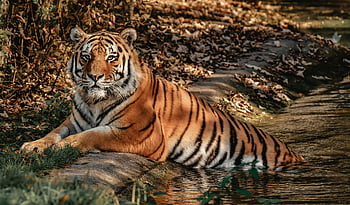 bengálský tygr, břeh řeky, přírodní prostředí, Lounging Tiger, tygr u vody, fotografování divoké zvěře, tygří pruhy, Majestátní tygr, Tiger v přírodě, Tiger odpočívá, Tiger Habitat