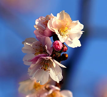 almond Tree, almond Blossom, flora, flowering Branch, nature
