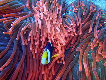 clownfish, sasanky, podvodní scéna, Indonésie, barevné ryby, Vibrující korály, mořský život, fotografování oceánu, tropická ryba, korálový útes, Mořská sasanská ryba