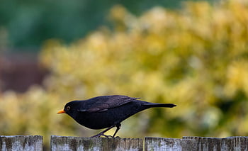 male Uk Blackbird, male Blackbird, blackbird, black Bird, orange Beak, nature, songbird, fence, spring, space For Text, text Space
