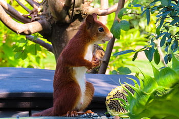 squirrel, rodent, sunflower Seeds, foraging, cute, hungry, snack, wildlife, forest, wilderness, nature