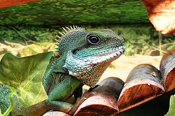 green Chinese water dragon, vibrant close-up, detailed scales, branch, reptile, green lizard, nature photography, wildlife, animal, green dragon, branch perched