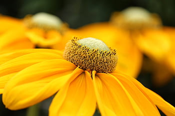 coneflowers, flowers, yellow Flowers, beautiful Flowers, flower Background, petals, yellow Petals, flower Wallpaper, bloom, blossom, flora