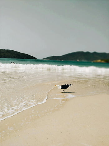Kelp Gull, sea shore, seaside, waves, beach, coastal bird, ocean, sand, wildlife, nature, serene