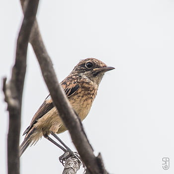 Juvenilní evropský Stonechat, Saxicola Rubicola, pták, mallorca, Španělsko, baleárské ostrovy, kánon 70d, Canon EF 100-400, prohlížení ptáků, fotografování divoké zvěře, Příroda