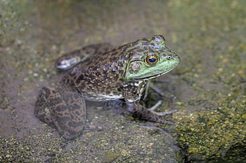 żaba, płaz, staw, Natura