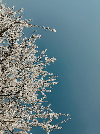 sakura, cherry blossom, blossoming sakura, blue sky, spring beauty, cherry blossom tree, full bloom, serene beauty, picturesque sakura, clear blue sky, spring season