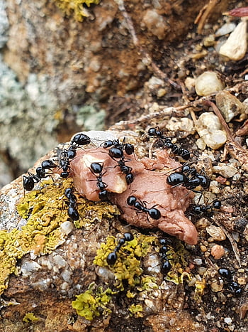 τα μυρμήγκια, έντομο, εντομολογία, eusocial, formicidae