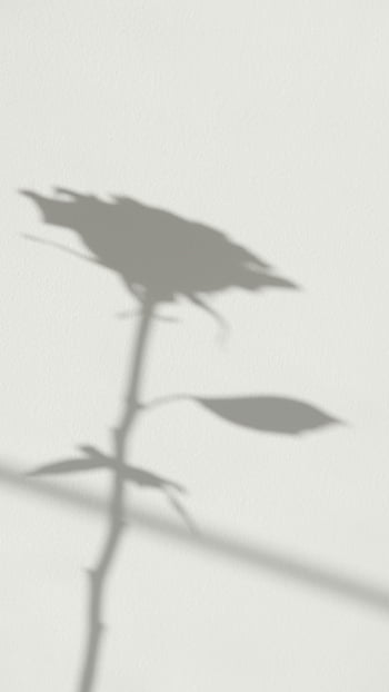 Stín květu, bílé zdi, Minimalistické umění, Rose Shadow, umělecký efekt, fotografování stínů, Květinový stín, Stín na zeď, minimalistický design, květina silueta, bílé pozadí