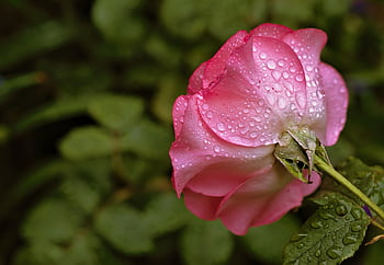 rose, beautiful Flowers, pink, flower Wallpaper, rain, raindrop, waterdrop, wet, blossom, flower Background, rose Flower