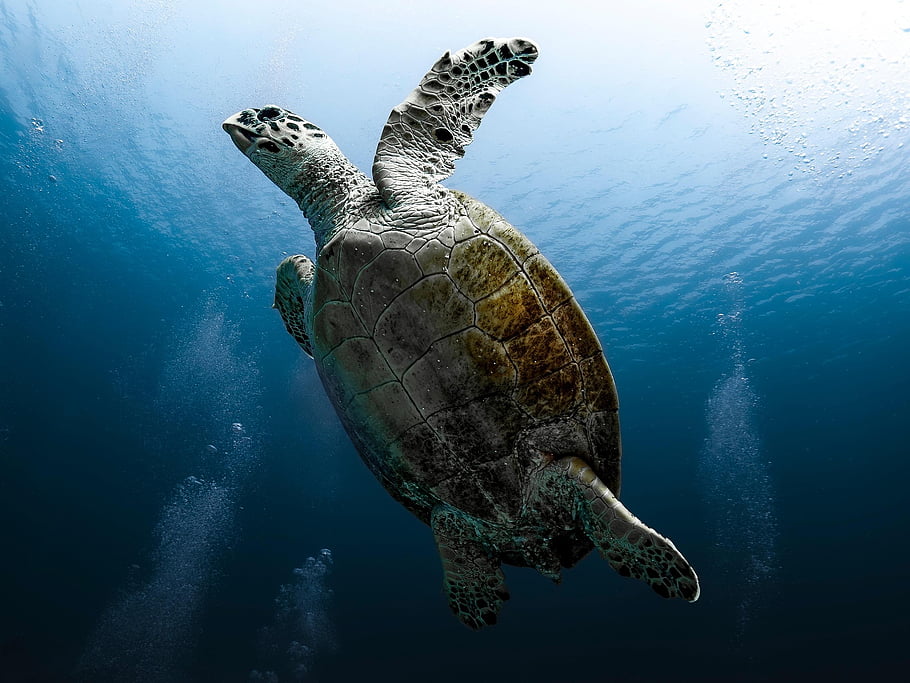 tortoise, reptile, sea Turtle, red Sea, nature, dive, underwater, water, ocean