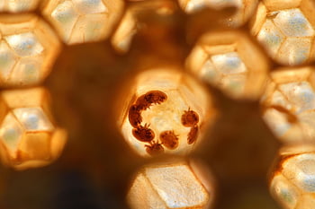 varroa, parazit, roztoč, varroa destructor, včelí med, včela, hmyz, Příroda, virus, včelař, včelařství