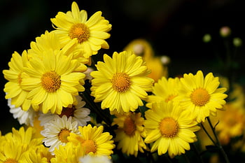 krisan, wallpaper bunga, bunga, menanam, alam, bunga liar, taman, daun bunga, Taman bunga, bunga yang cantik, musim gugur