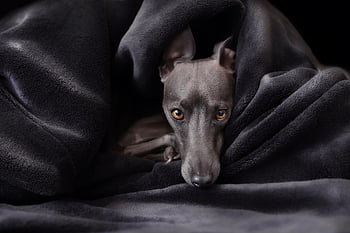 hund, italiensk vinthund, natur, vinthund, djur-, valp, borzoi, sällskapsdjur, däggdjur, hund-