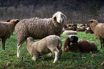 gregge di pecore, pecora, agnello, alimentazione, di lana, madre, bambino