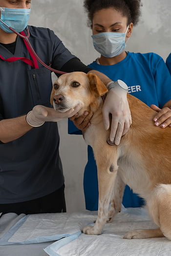 veterinarian, dog examination, clinic setting, pet care, medical check-up, animal health, veterinary team, stethoscope, dog health, clinic visit, pet clinic