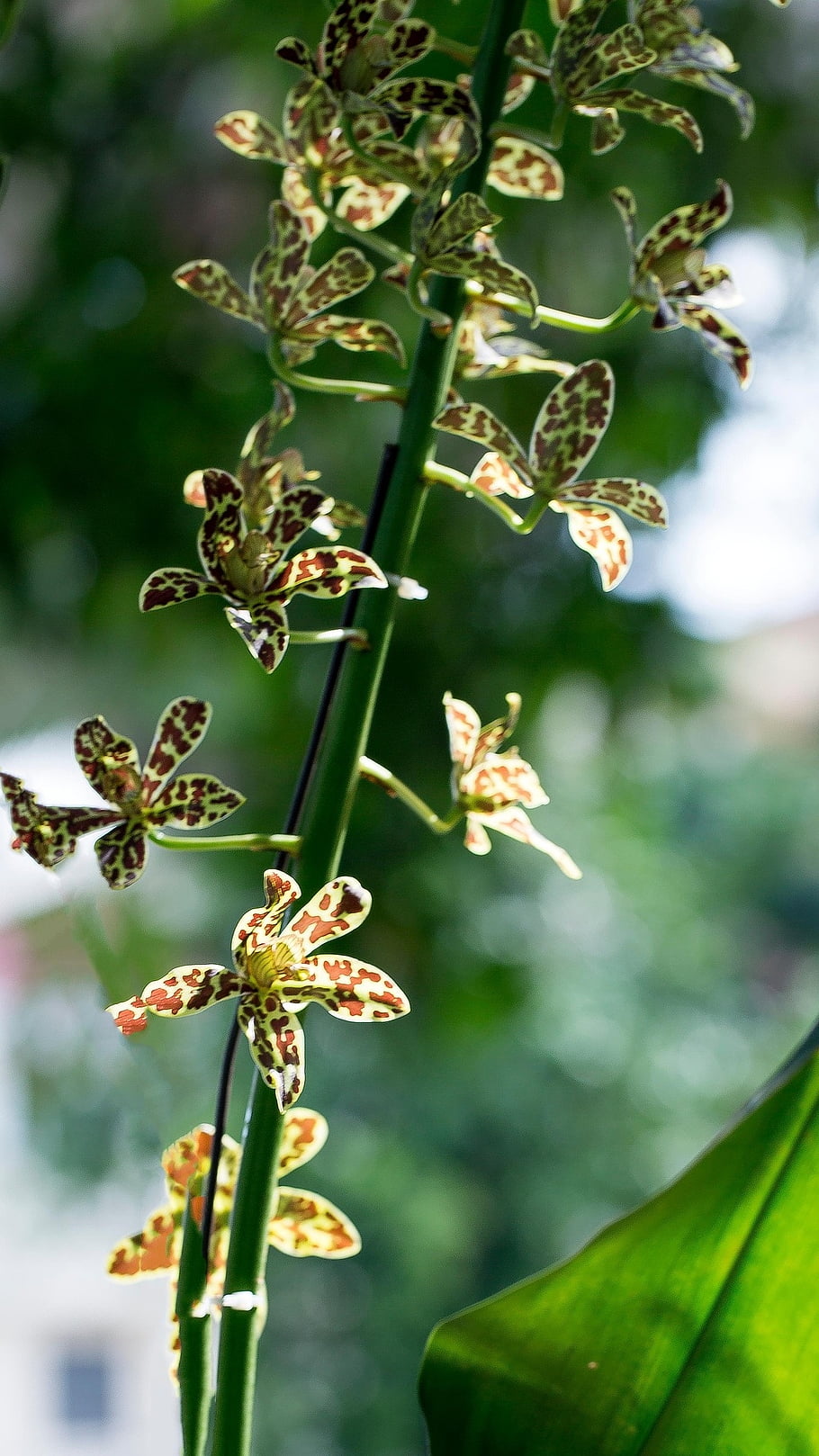 orchids, living In The Rainforest, parasitic, beautiful Flowers, colorful, fragrant, are Loved