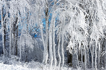 snow, trees, winter Forest, snow Forest, snowy, hoarfrost, snowscape, winterscape, winter, nature, cold