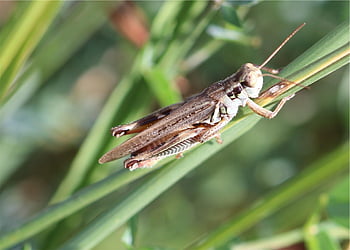 скакалец на полева трева, скакалец, природа, поле, ливада, трева, насекомо, буболечка