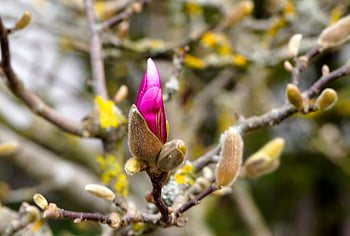 magnolia, blossom, bloom, bud, spring, nature, plant, magnolia Flower