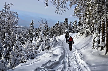 冬、 観光、 風景、 見る、 雪、 観光客、 人、 行進、 方法、 旅行、 山岳
