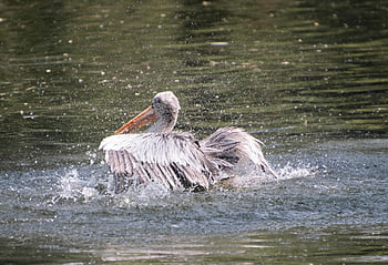 dalmatský pelikán, pták, vodní ptáci, pelikán, peří, zvířat, fauna, Příroda, zobák, zblízka, zvířecí portrét