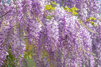 wisteria, flower, blossom, bloom, purple, nature, beautiful Flowers, plant, climber Plant, butterflies, lilac