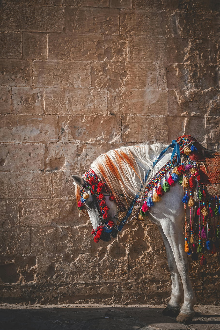 white horse, decoration, ancient stone wall, Mardin, beautifully adorned, colorful tassels, traditional horse decoration, cultural heritage, outdoor scene, historical setting, animal photography