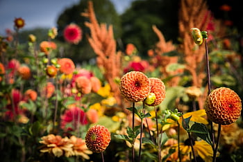dahlias, pompon Dahlias, flowers, flower Background, flower Wallpaper, bloom, blossom, flowering Plant, ornamental Plant, beautiful Flowers, plant