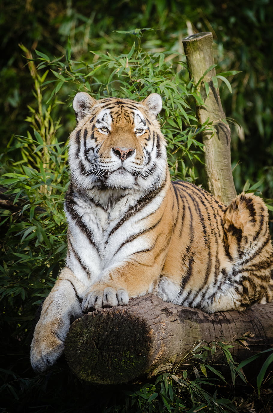 tiger, zoo, Germany, animal, cat, feline, Siberian, Panthera, predator, carnivore, log