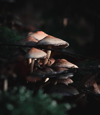 houby, lesní podlaha, mykologie, Příroda, makro, shrooms, pflanze, wald, blumen, natur, les