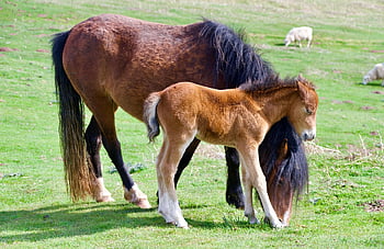 animal, horse, mammal, equine, species, fauna, mare Colt, colt, foal, mare