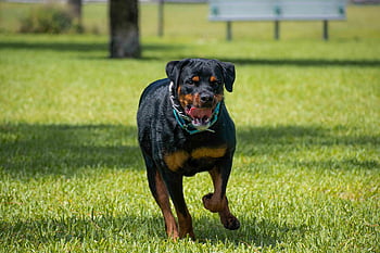 cane, in esecuzione, rottweiler, animale domestico, parco, natura, erba, carina, giocando, animale, correre