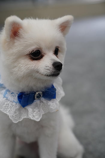 犬、 ペット、 自然、 犬歯、 動物、 毛皮、 鼻、 子犬、 ひも、 哺乳類、 犬の肖像画