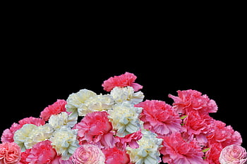 cloves, flower, blossom, bloom, pink, pink Carnation, cut Flower, plant, beautiful Flowers, carnation Blossom, flower Wallpaper