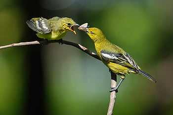 ptaki, raczkujący, karmienie, matka i dziecko, młode zwierzę, aves, ptaków, ornitologia, obserwowanie ptaków, Zwierząt, świat zwierząt