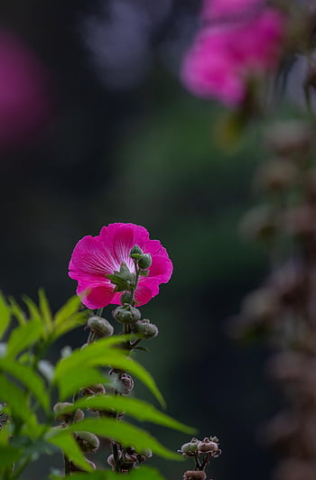 chronic, family, pink, althaea Rosea, hollyhock Mallow, hollyhocks, nature, flower Background, hollyhock, flower, flower Wallpaper