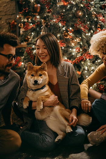 Christmas tree, Shiba Inu, holiday season, group of friends, indoor celebration, festive atmosphere, dog, woman holding dog, holiday spirit, cozy gathering, pet-friendly holiday