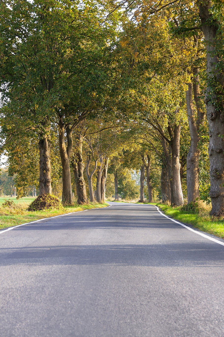 avenue, strom lemované avenue, silnice, země silnici, cesta, stromy, Příroda, krajina, nálada, podzim, listy