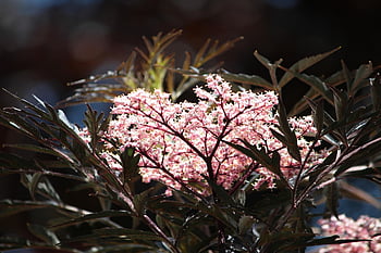 sambuccus Nigra Black Lace, black Elder, sunlight, garden Shrubs, contrast, sheet, wood