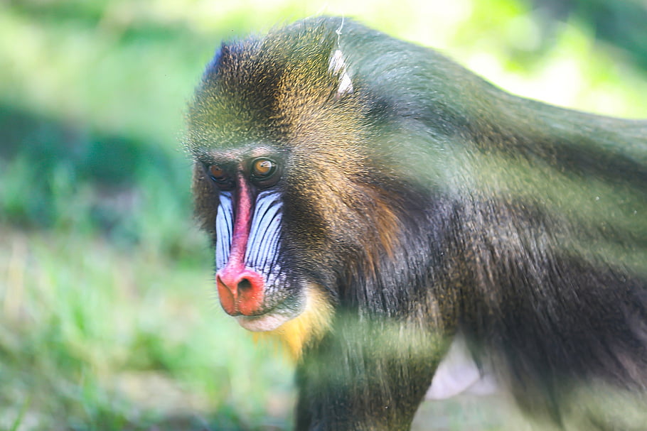 monkey, mandrill, animal, primate, wildlife, nature, candidindia, shootsagabangalore, bestphotographerindia, indianphotostories, india Bangalore