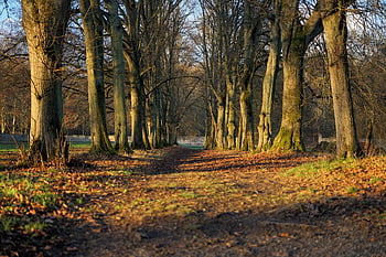alberi, sentiero, boschi, foresta, sentiero nel bosco, percorso naturalistico, sentiero didattico, alberi spogli, alberato, lontano, parco