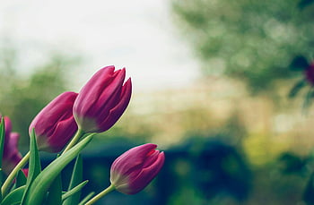 pink tulips, close-up photo, vibrant pink, blooming outdoors, spring garden, lush garden, outdoor flowers, tulip flowers, pink flowers, spring blooms, garden photography