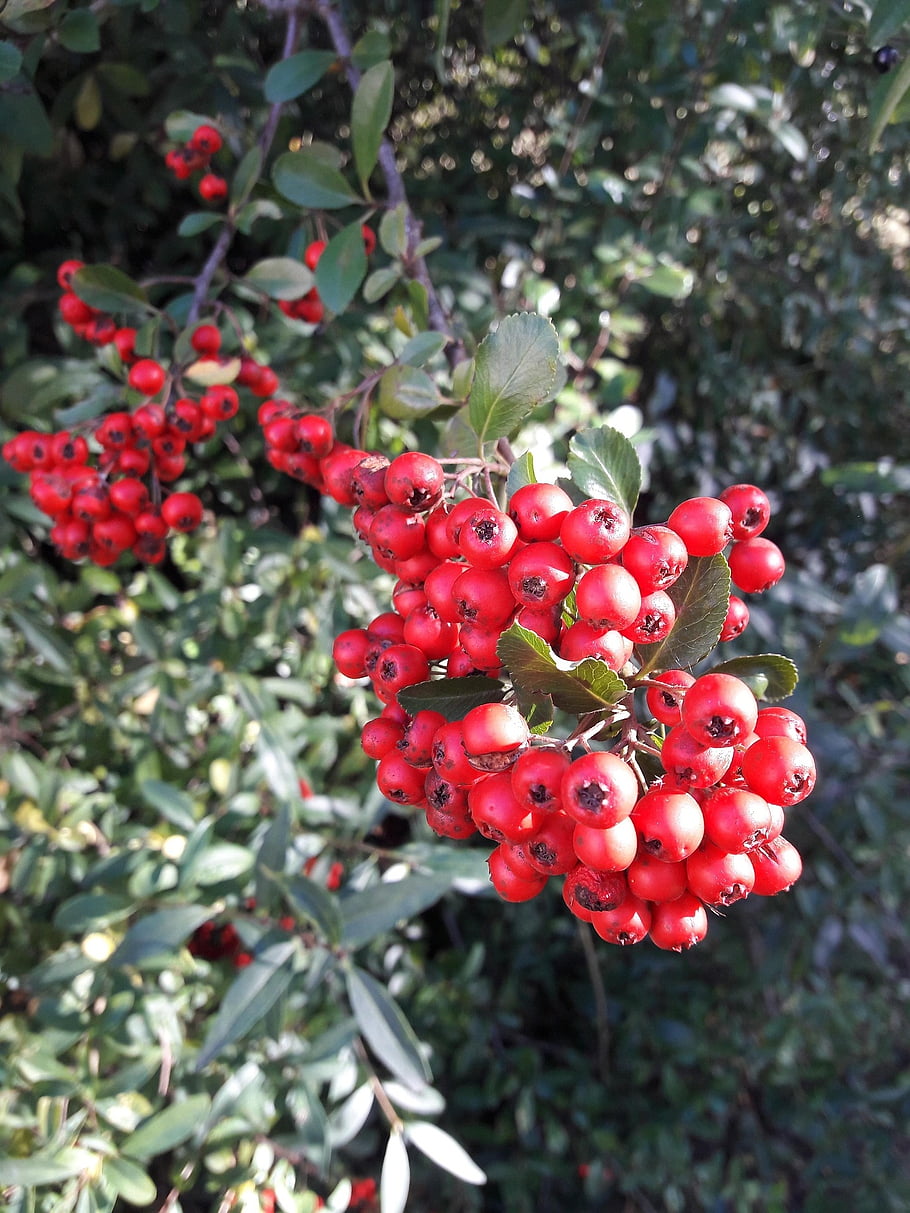 Hawthorn, ผลเบอร์รี่, ปลูก, ผลไม้, ใบไม้, สาขา, ไม้พุ่ม, ธรรมชาติ, ใกล้ชิด