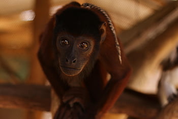 zoo, mico, monkey, mono, rancho, nature, naturaleza, salvaje, natural, animal