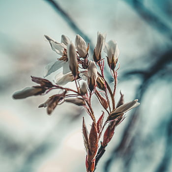 Příroda, les, bokeh, fuji, barvy, pupeny, růst, flóra, květ, květy, rostlina