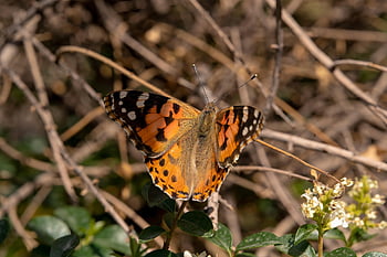 papillon, insecte, nymphalidés, fleur, vanessa cardui, papillon sur fleur, nature macro, image macro, aile de papillon macro, macro papillon, macro