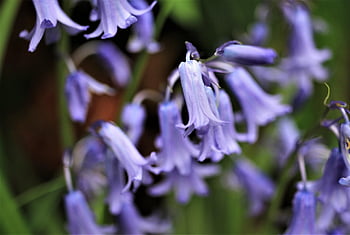 spanish Hasenglöckchen, beautiful Flowers, bluebell, hyacinthoides Hispanica, blue, blossom, bloom, flower Bells, flower, flower Wallpaper, plant