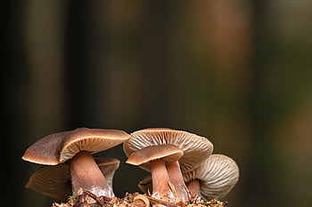 houby, lamelární houby, lamely, mykologie, les, Příroda